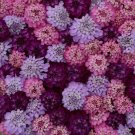 Sweet Candy Candytuft 50 Seeds