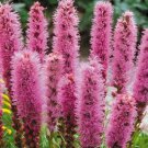 Pink Gayfeather 50 Seeds
