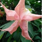 Pink Angel Trumpet 10 Seeds
