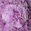 Lavender Carnation 100 Seeds
