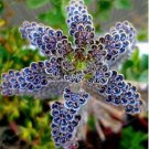 Rare Dark Blue Kalanchoe 25 Seeds