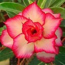 Yellow Red Desert Rose 4 Seeds