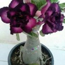 Purple Black Desert Rose 4 Seeds