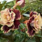 Cream Maroon Desert Rose 4 Seeds
