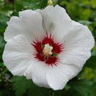 White Red Hibiscus 20 Seeds