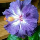 Blue White Hibiscus 20 Seeds