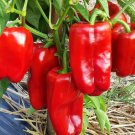 Sweet Bell Pepper Red Giant 30 Seeds
