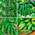Gherkin Cucumber Parisian 20 Seeds