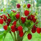 Rare Strawberry Regina Red 100 Seeds
