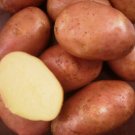 Potato Virgo Vegetable 30 seeds