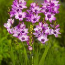 Purple Ixia Bulbs Wand Flower 10 Seeds