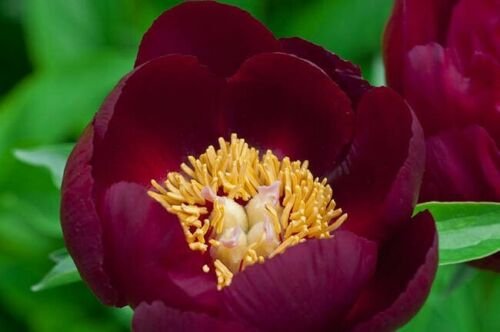 Dark Maroon Single Peony 5 Seeds