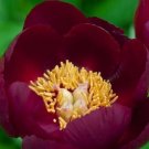 Dark Maroon Single Peony 5 Seeds