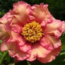 Yellow Pink Single Peony 5 Seeds