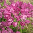 "Pink" Ostrowskianum Bulbs Allium 20 Seeds
