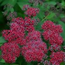 Red Lilac Seeds Tree Flowers 25 Seed