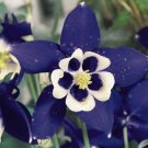 Navy White Columbine 50 Seeds
