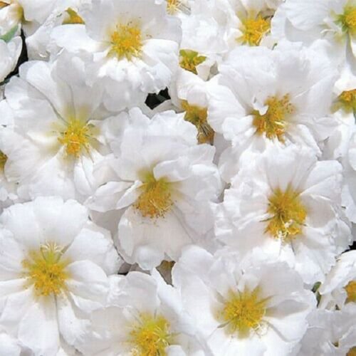 White Moss Rose 100 Seeds