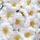 White Moss Rose 100 Seeds