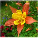 Orange Yellow Columbine 50 Seeds