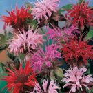 Red Pink Bee Balm 100 Seeds