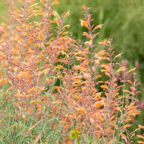 Peach Hyssop 100 Seeds