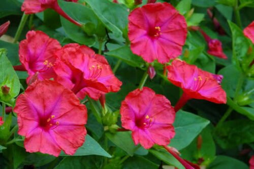 Bright Pink Four O'clock Flowers 25 Seeds