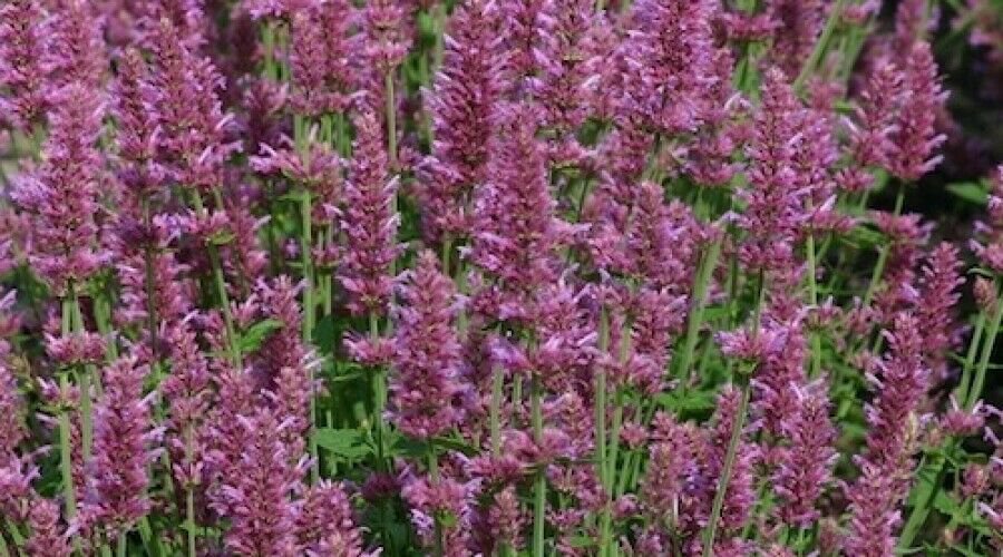 Purple Hyssop 100 Seeds