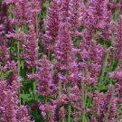 Purple Hyssop 100 Seeds