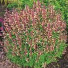 Pink Yellow Hyssop Seeds