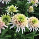 Double Green Whit Coneflower 50 Seeds