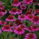 Bright Pink Coneflower 50 Seeds