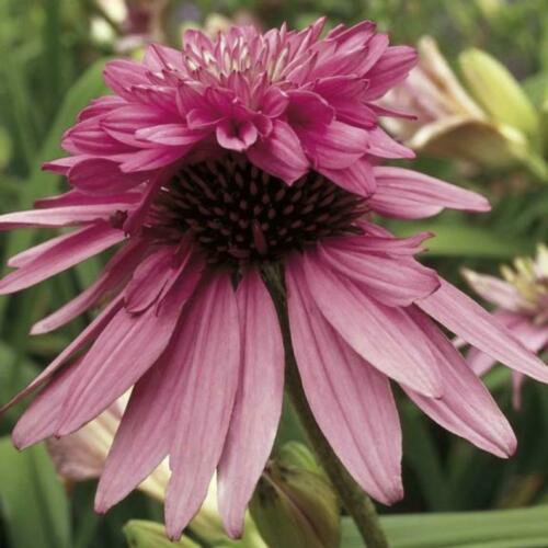 Double Light Pink Coneflower 50 Seeds