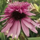 Double Light Pink Coneflower 50 Seeds
