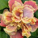 Double Yellow Pink Hibiscus 20 Seeds