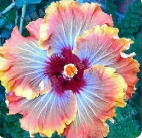 Orange Blue Hibiscus 20 Seeds