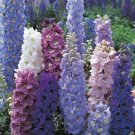 Light Colors Delphinium Mix 50 Seeds