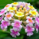 Pink Yellow Verbena Flower Seeds