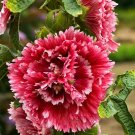 Double Red Pink Hollyhock 25 Seeds