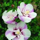 White Purple White Hollyhock 25 Seeds