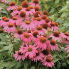 Pink Coneflower 50 Seeds