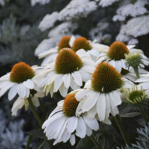 White Coneflower 50 Seeds