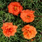 Double Dark Orange Moss Rose 50 Seeds