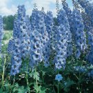 Light Blue Delphinium Seeds