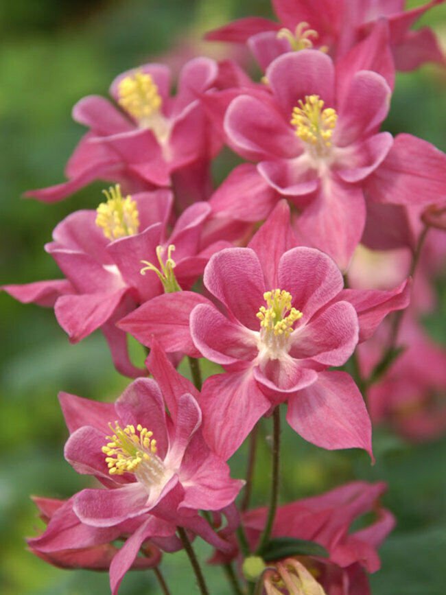 Rose Columbine 50 Seeds