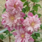 Double Light Pink Clematis 25 Seeds