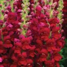 Red Snapdragon 200 Seeds