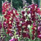 Night & Day Snapdragon 200 Seeds