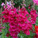 Bright Purple Snapdragon 200 Seeds