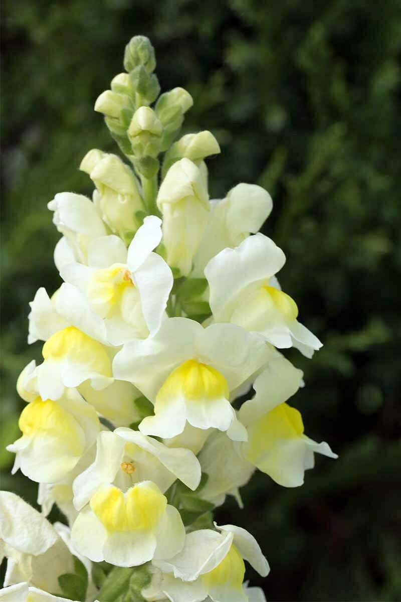 Yellow White Snapdragon Seeds
